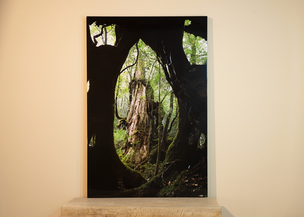 「カメオ Cameo」 木製パネル 全倍 (600×900) 2019年作成