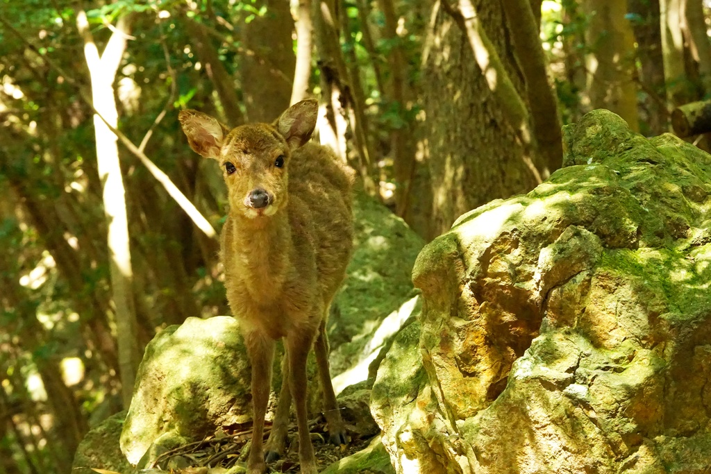 「きみは誰? Who are you?」 アルミフレーム A1 (841X594) 2017年作成