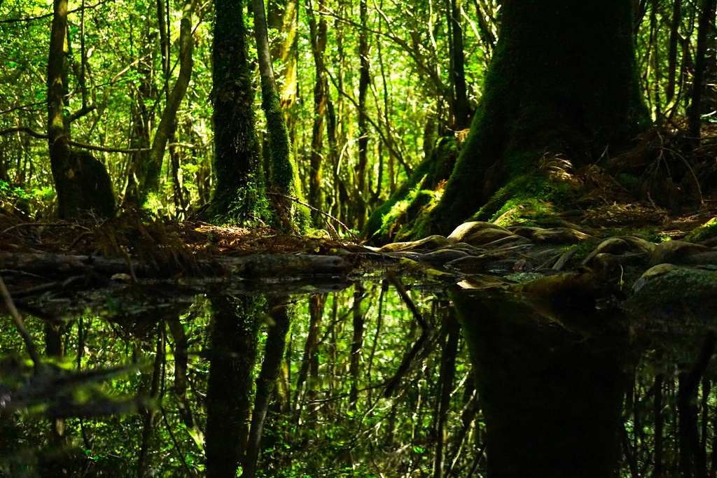 「森鏡　Mirror of forest」　アルミフレーム　A1 (841X594) 2017年作成