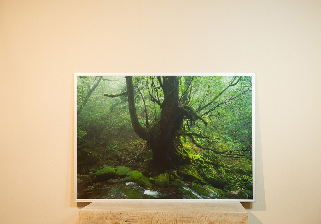 「Venus」 アルミフレーム A1 (841X594) 2017年作成