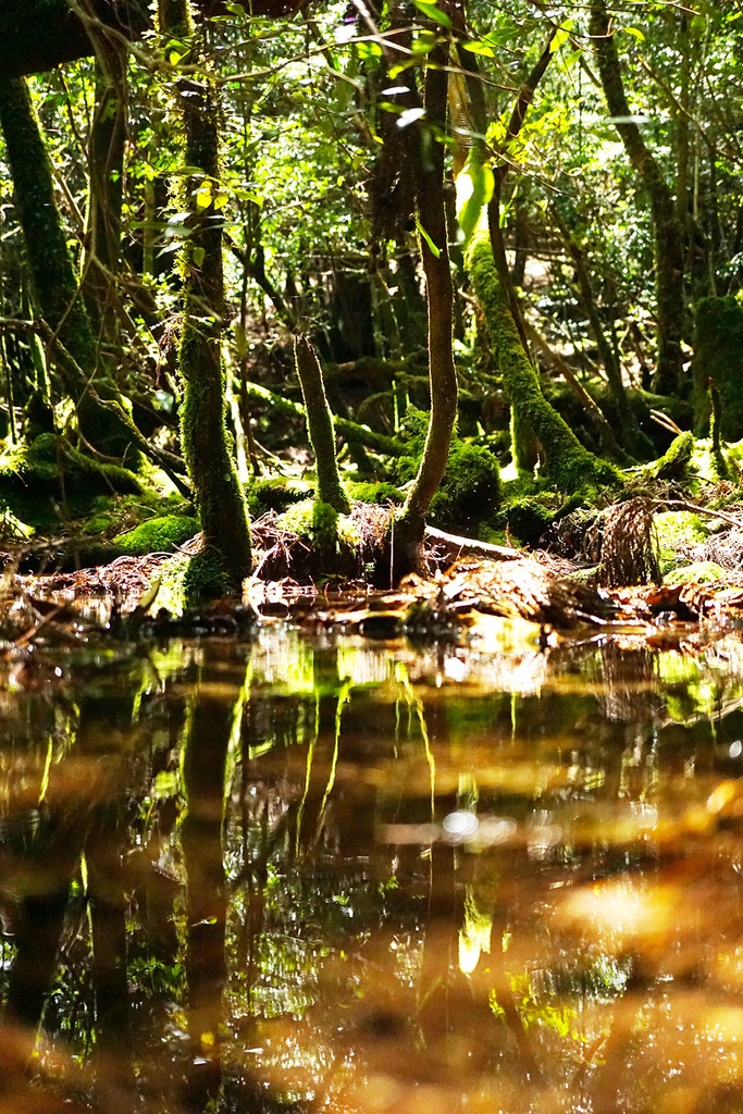 「水たまりのほとり By the Puddle」アルミフレーム A1 (841X594mm) 2017年作成