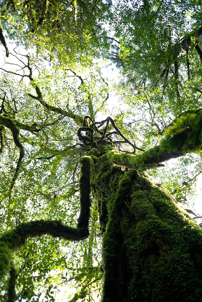 「Shall we dance?」　アルミフレーム 　A1 (841X594mm)  2017年作成