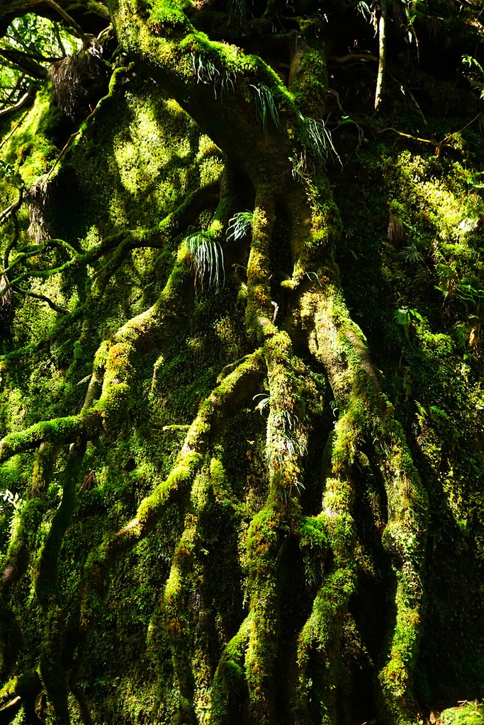「鼓動する森　Pulsating Forest」　アルミフレーム 　A1 (841X594mm)  2017年作成 