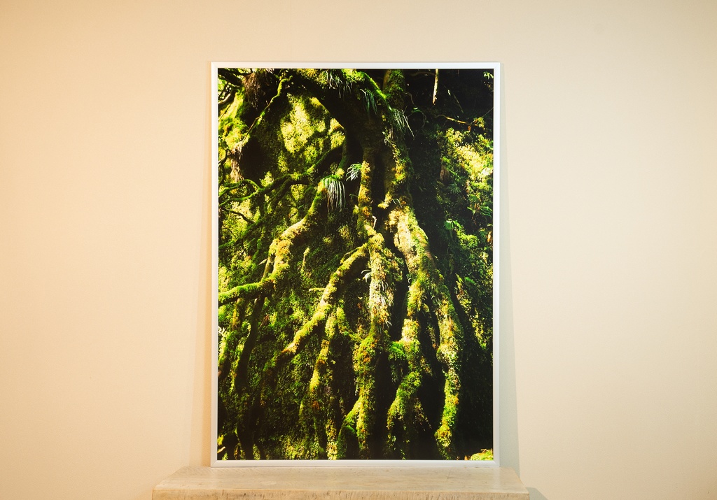 「鼓動する森 Pulsating Forest」 アルミフレーム A1 (841X594mm) 2017年作成