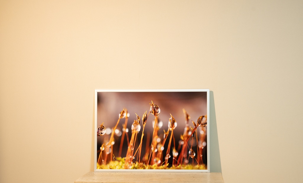 「雫の森 Forest of drops」 アルミフレーム A3 (420X297mm) 2017年作成