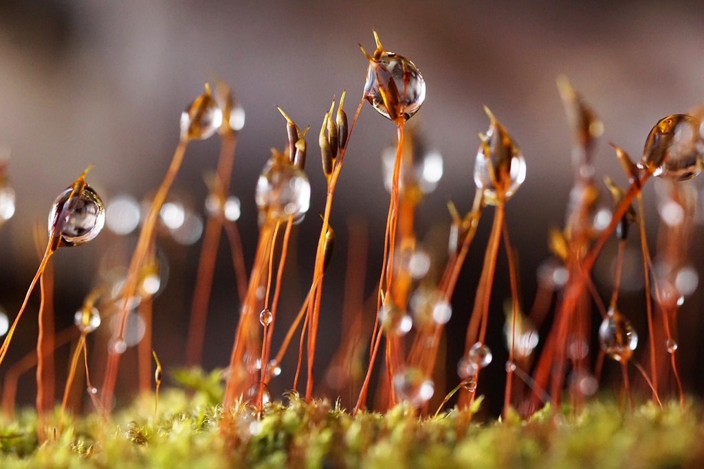 「雫の森  Forest of drops」 アルミフレーム A3 (420X297mm)   2017年作成