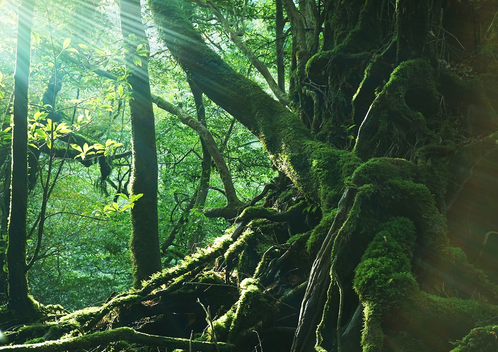 オーダーメイド 木製パネル A1サイズ (841X594mm)