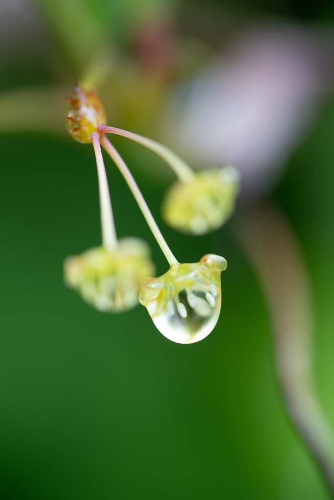 「しずく花  Blossom of Drop」　ドライマウント　A3(297x420mm) 2024年作成