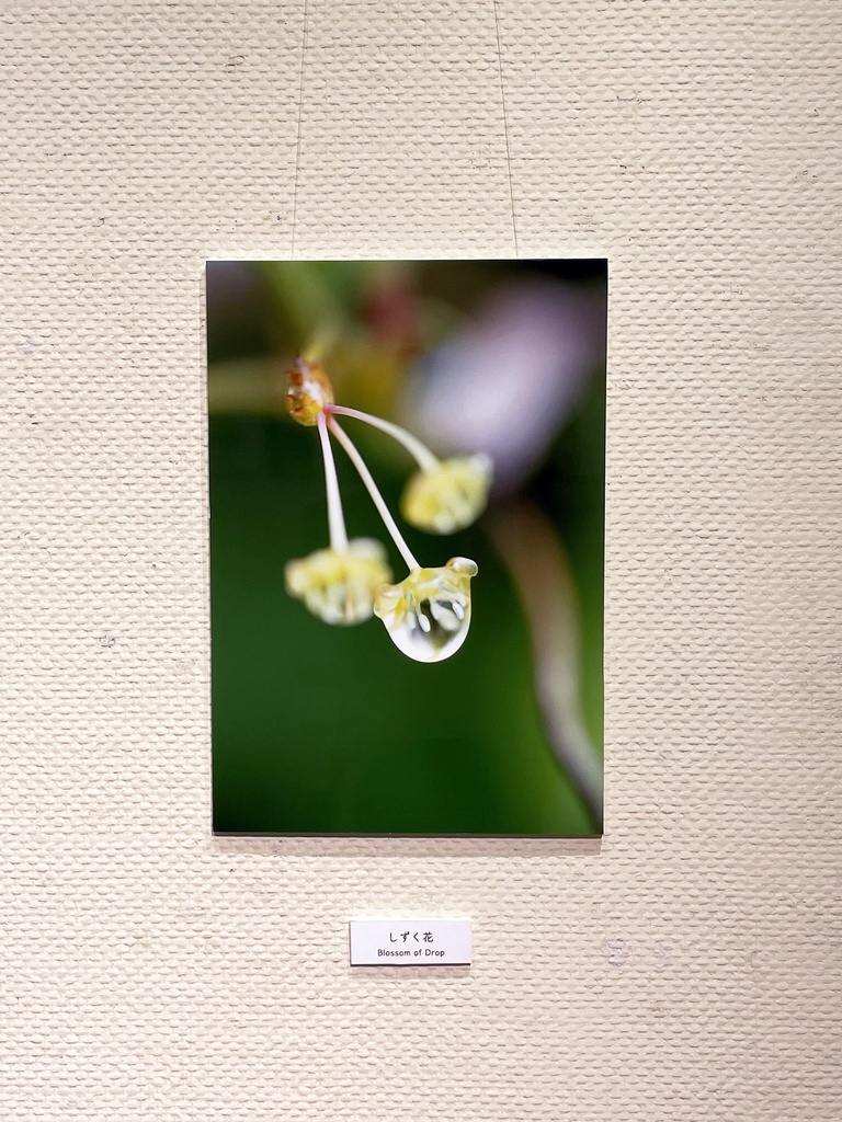 「しずく花 Blossom of Drop」 ドライマウント A3(297x420mm) 2024年作成
