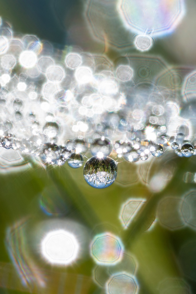 「琳　Rin」　ドライマウントパネル　 A3 (297×420mm ) 2024年作成