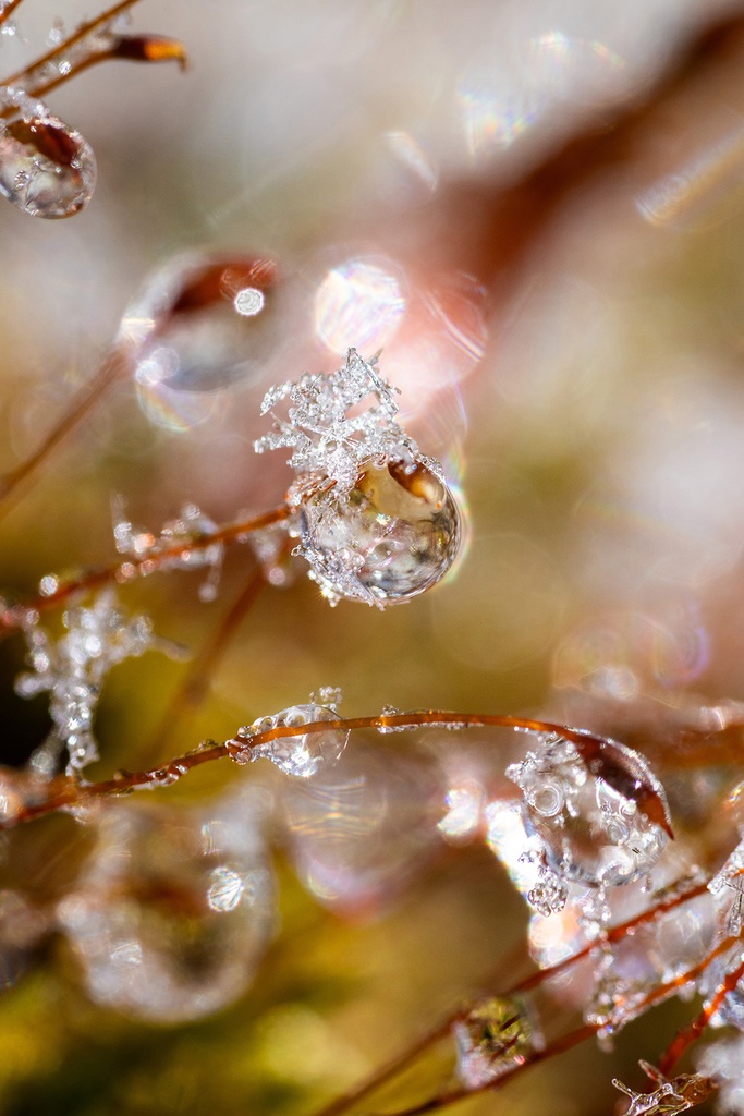 「雫姫　Princess of Drop」ドライマウント　 A3 (297×420mm ) 2024年作成