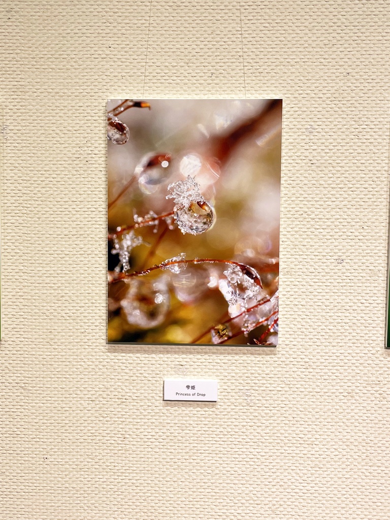 「雫姫 Princess of Drop」ドライマウント A3 (297×420mm ) 2024年作成