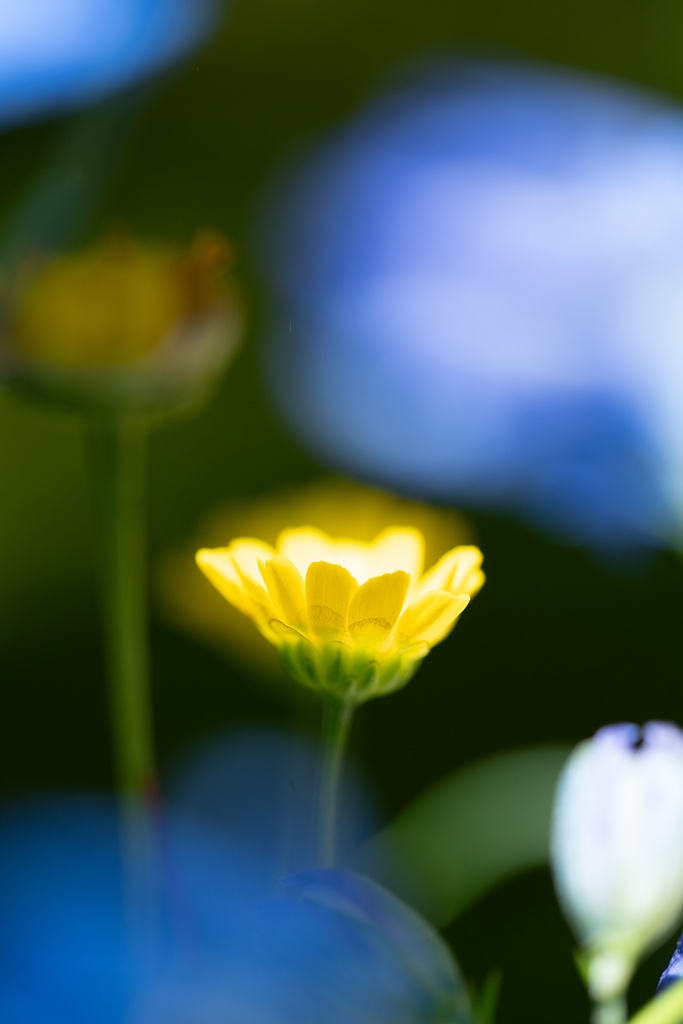 「太陽が咲く Blooming Sun」ドライマウント A3 (297×420mm ) 2024年作成