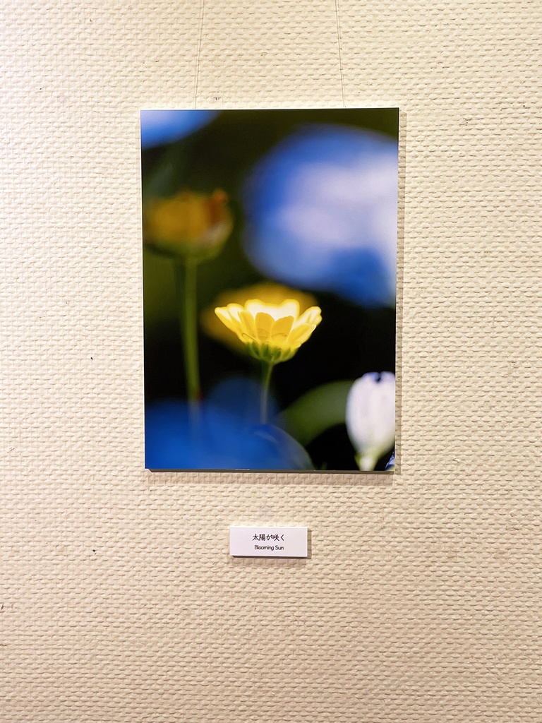 「太陽が咲く Blooming Sun」ドライマウント A3 (297×420mm ) 2024年作成