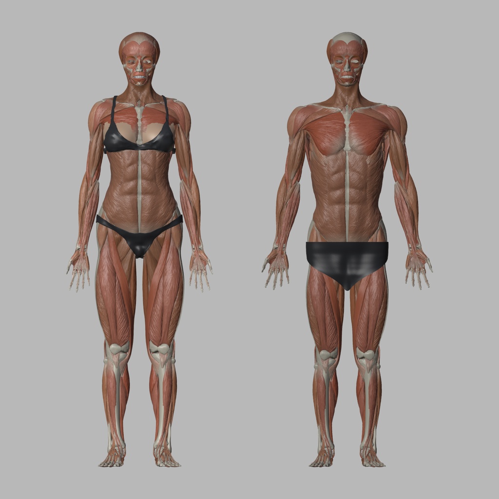 【カラー版】【男女セット】解剖モデル ペア｜女性673＋男性939パーツ écorché（A-pose・3言語ラベル付き）/ blend・glb・fbx・obj