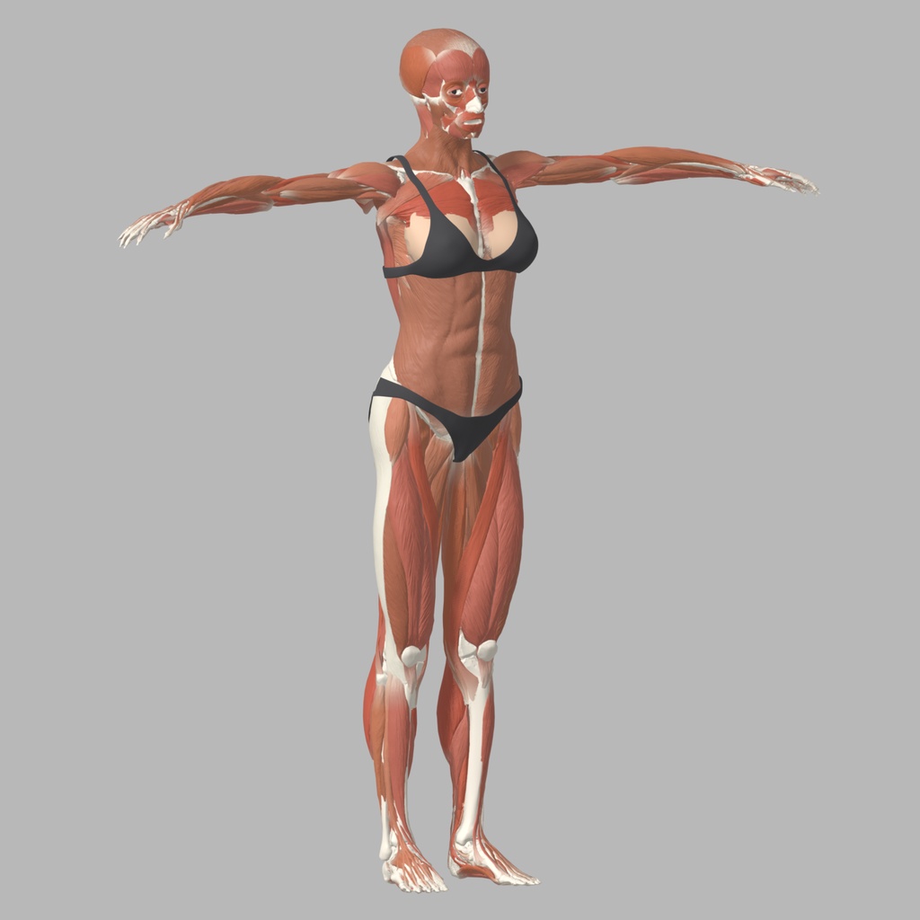 筋肉解剖ボディ(女性)リグ・モーション付き|Mixamo互換65ボーン・ジャンプ/前転 / blend・fbx・glb