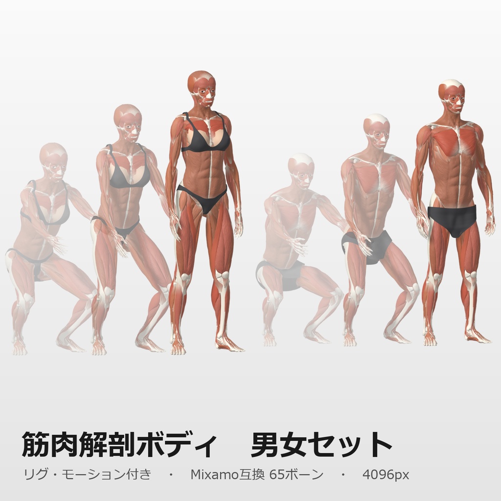 筋肉解剖ボディ 男女セット リグ・モーション付き｜Mixamo互換65ボーン・筋トレ／瞑想モーション / blend・fbx・glb