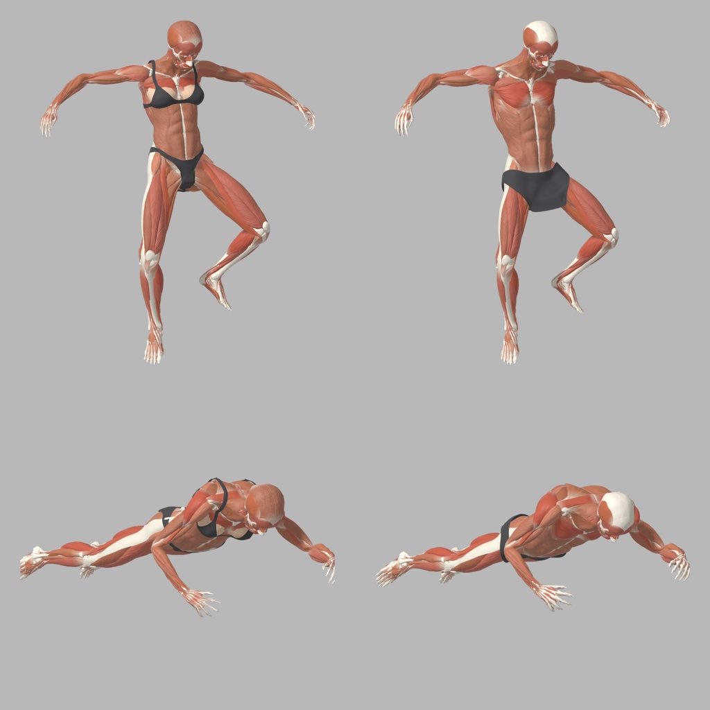 筋肉解剖ボディ 男女セット リグ・モーション付き｜Mixamo互換65ボーン・ジャンプ／前転 / blend・fbx・glb