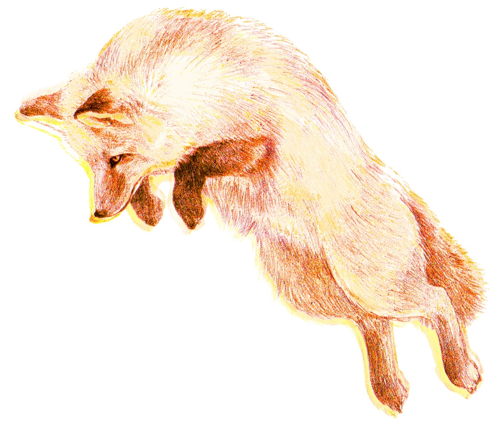 飛ぶキツネトート