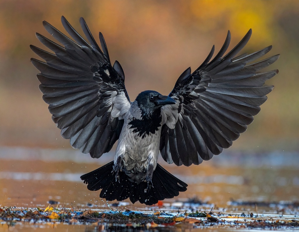 カラスの写真素材