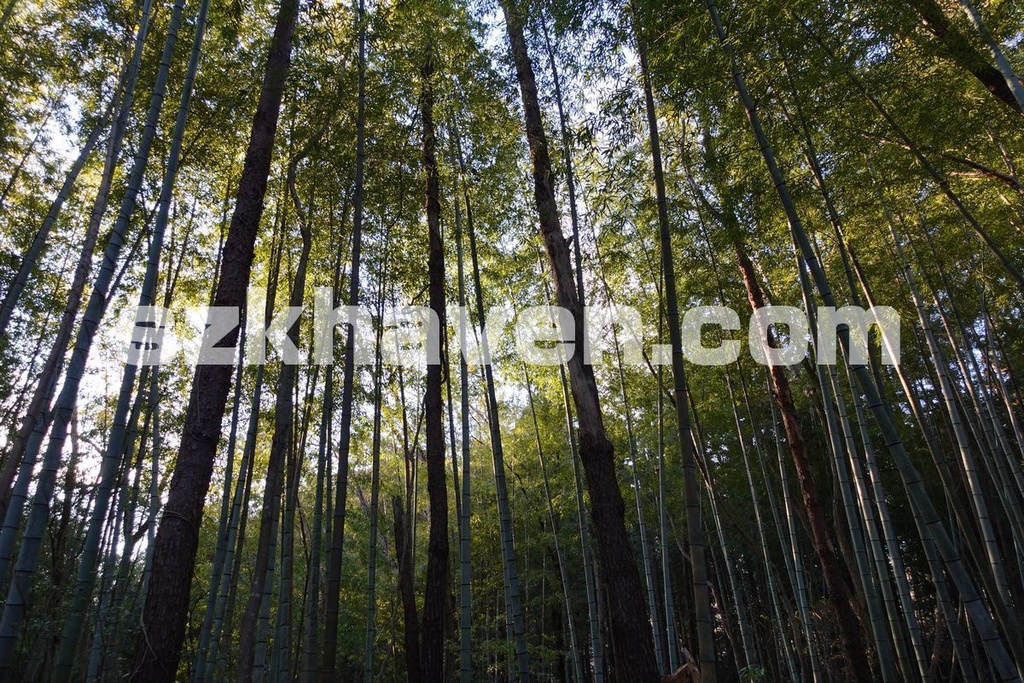 【Free有】竹林01【Picture/写真素材】