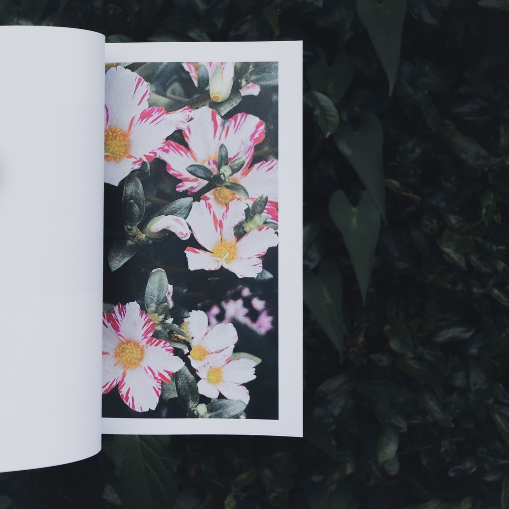 ZINE『知らない草探しの会』