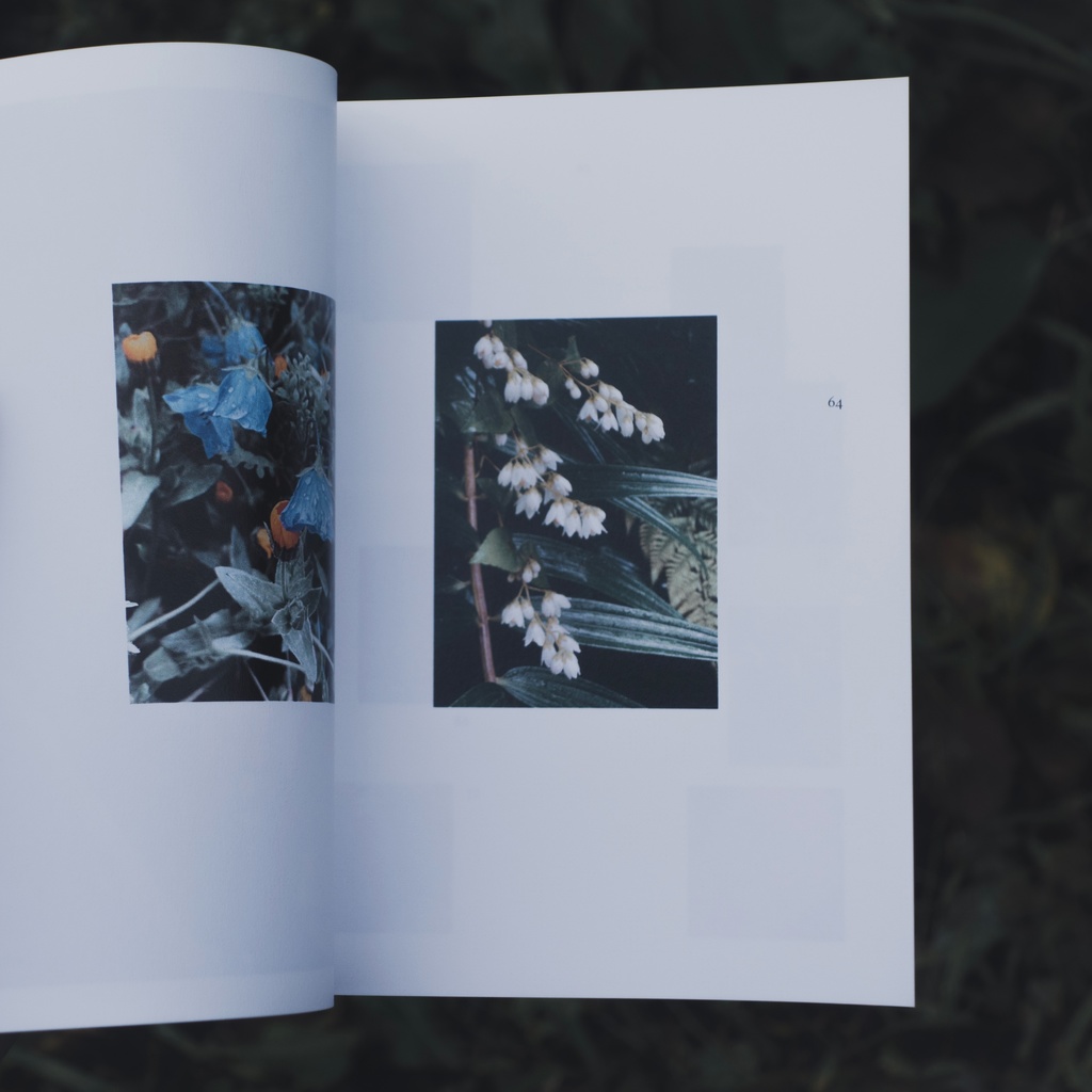 ZINE『知らない草探しの会』