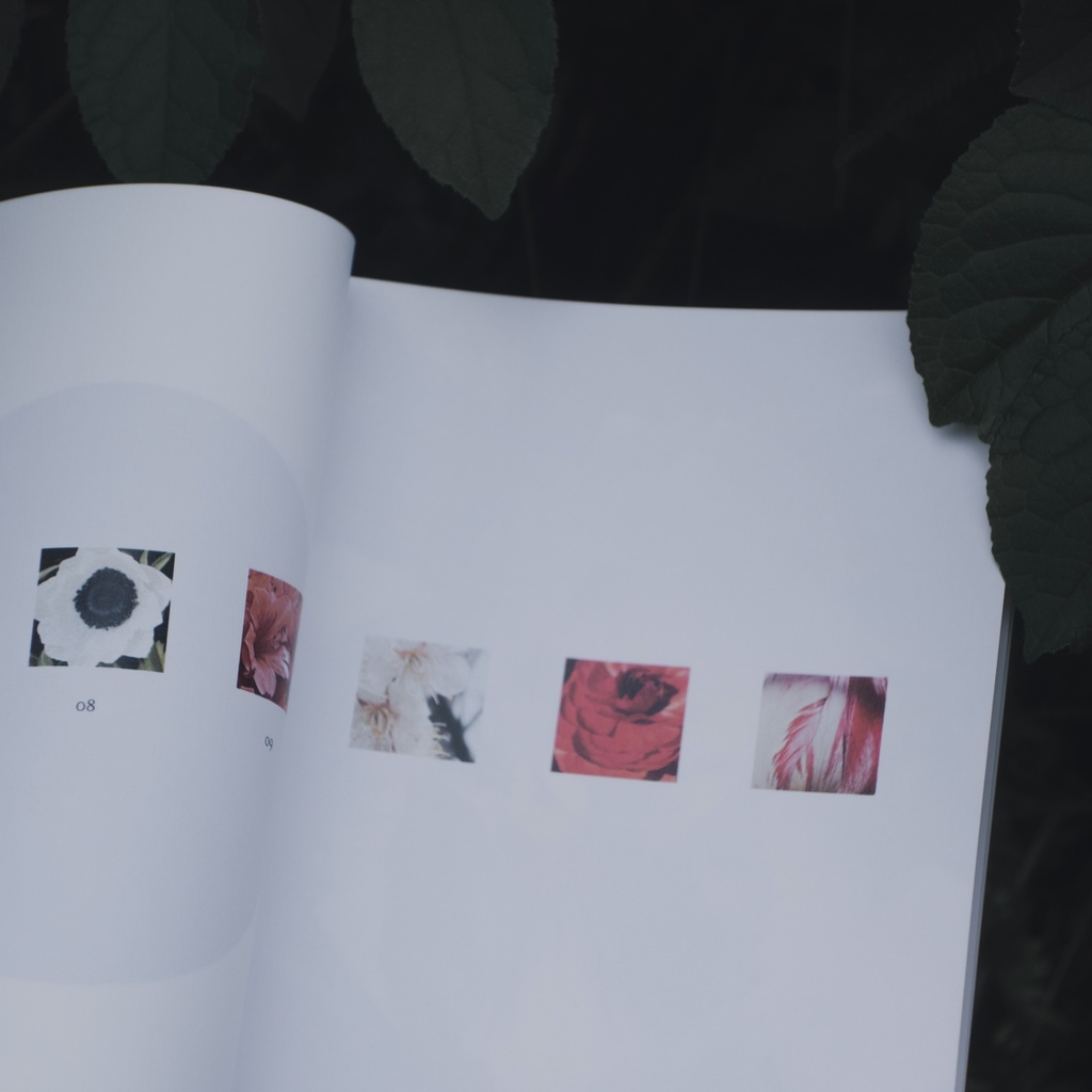 ZINE『知らない草探しの会』