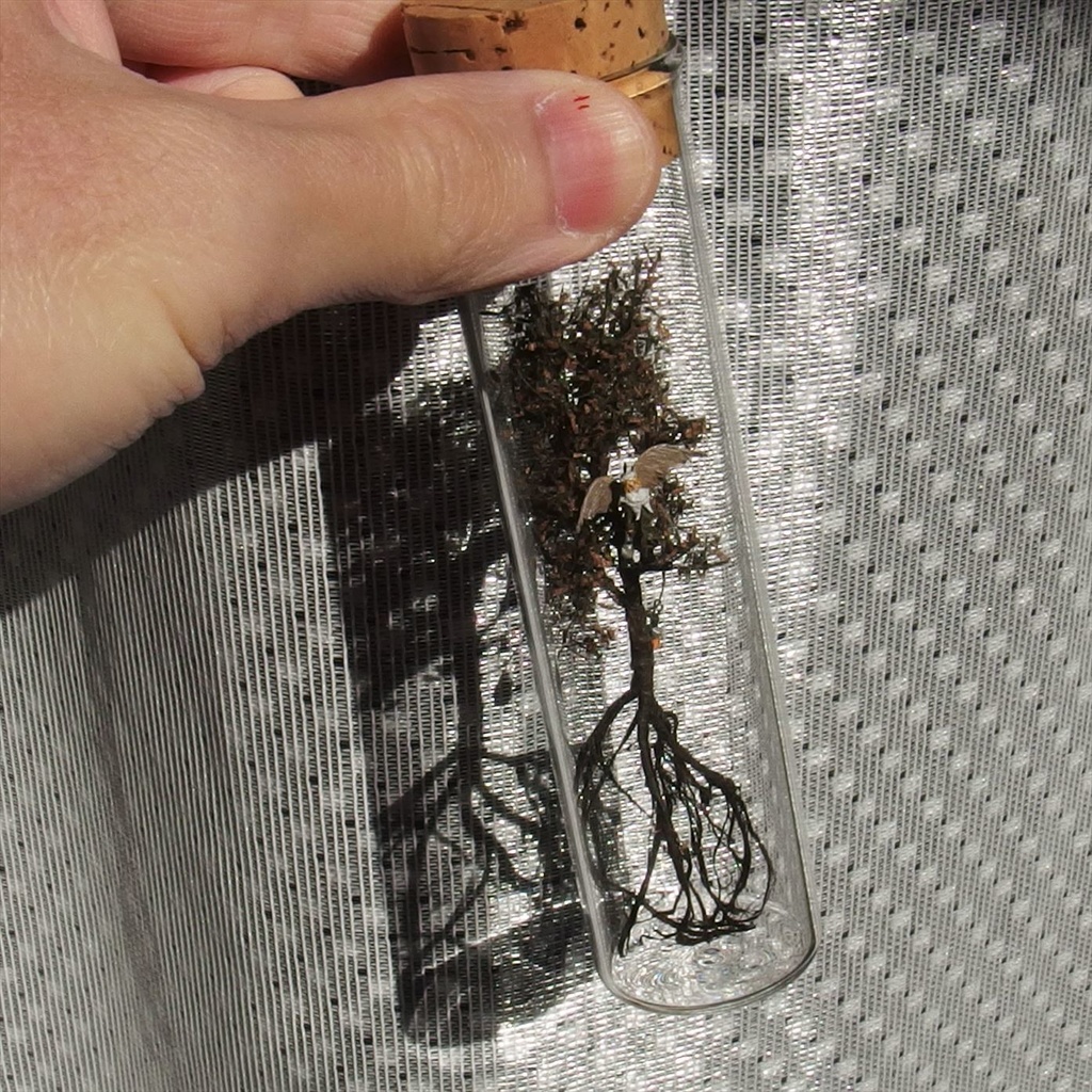 2017 樹木標本・燈火と天使(革ホルダー付き)