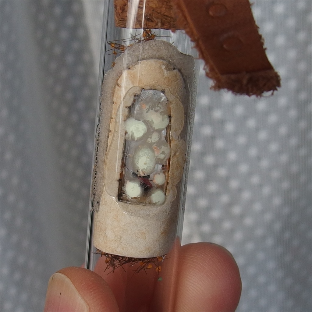 20250208 猫とサイコロ①