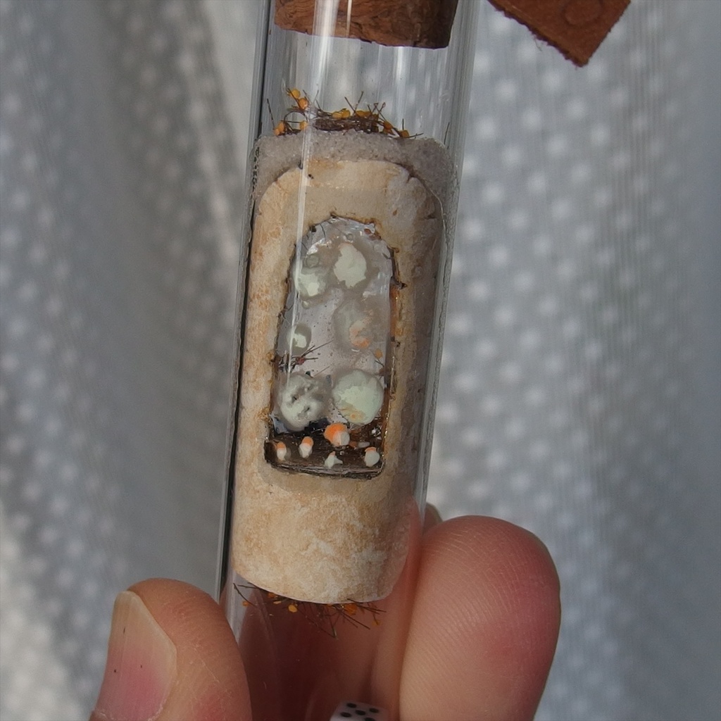 20250208 猫とサイコロ②