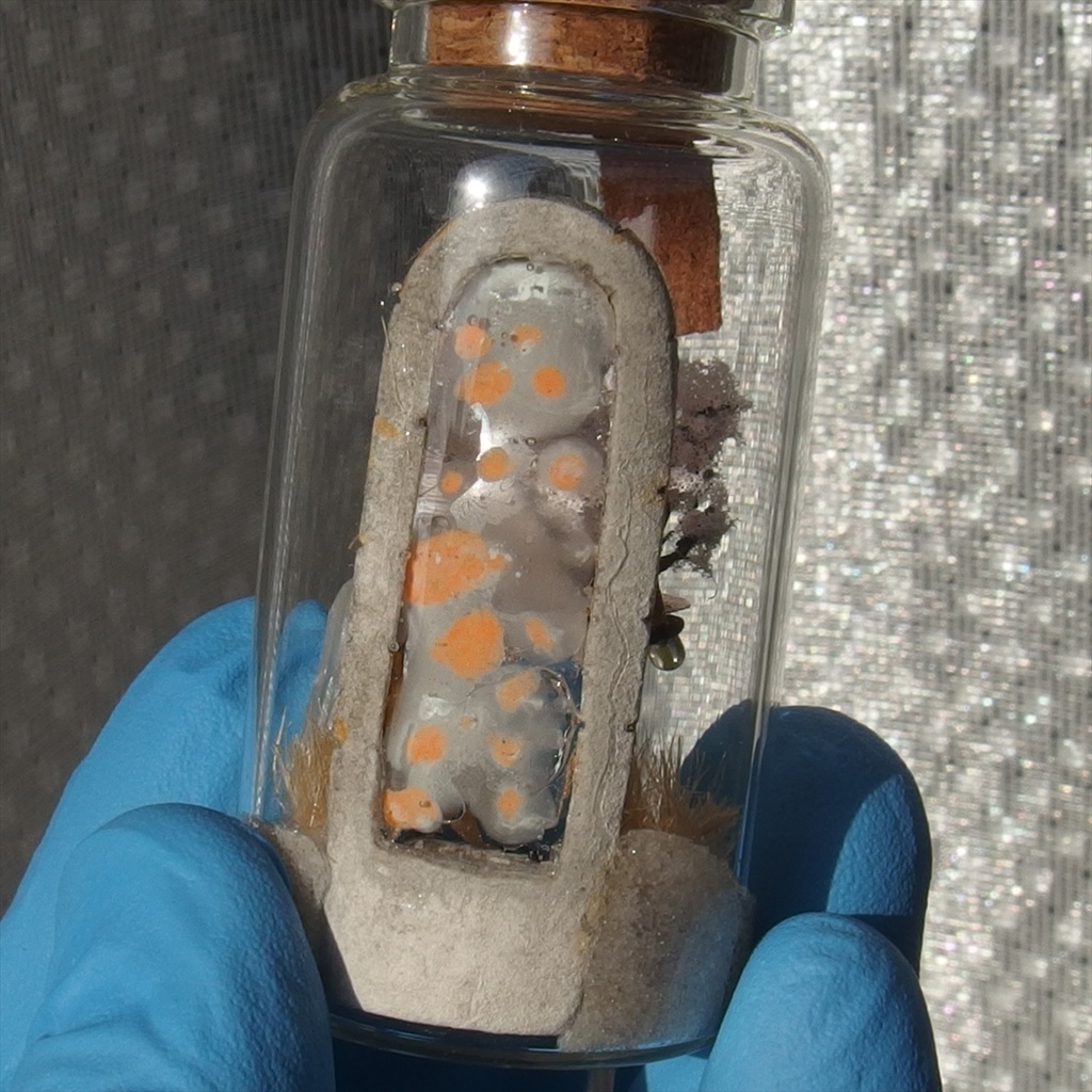 20260418 猫とポータル