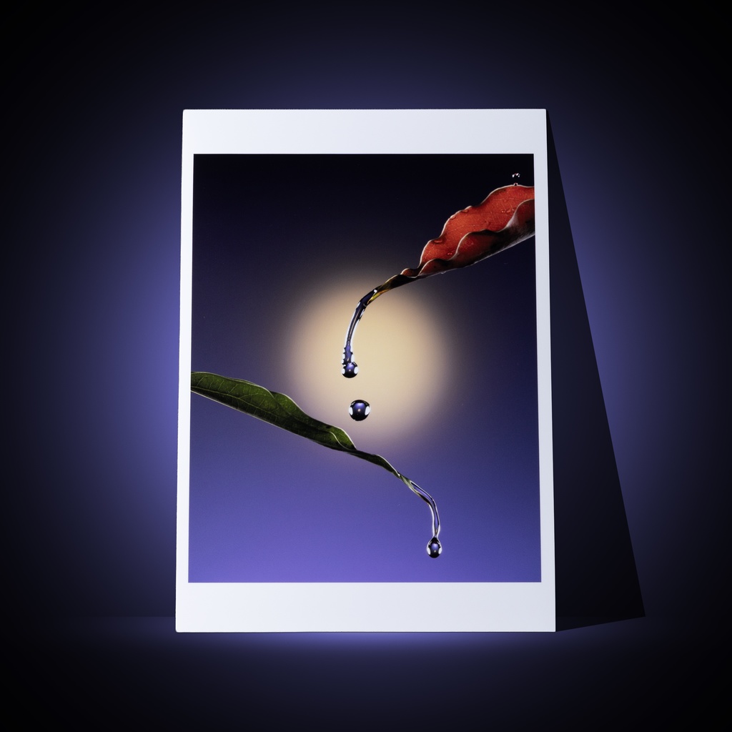 [A3 photo print] Drops of water falling from two leaves and the moon in the night sky