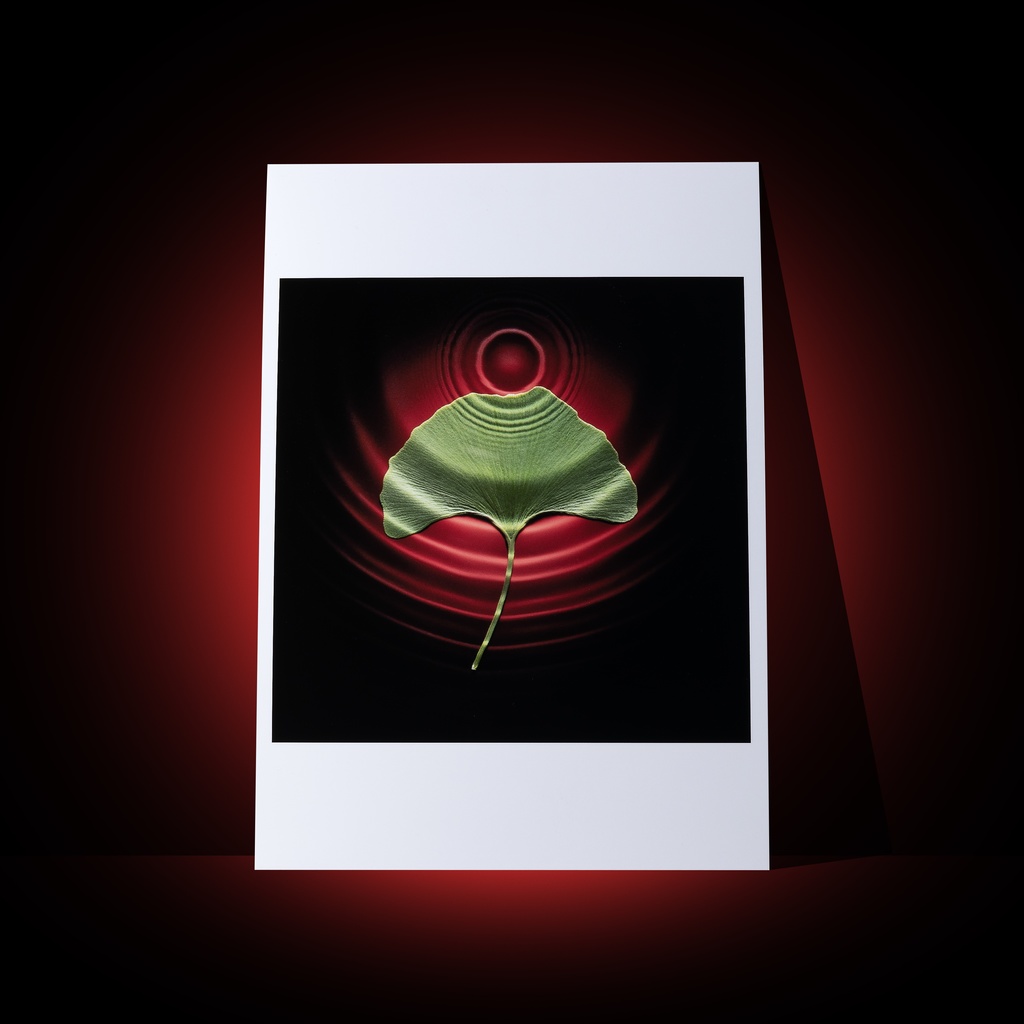 [A3 photo print] Green ginkgo and water ripples