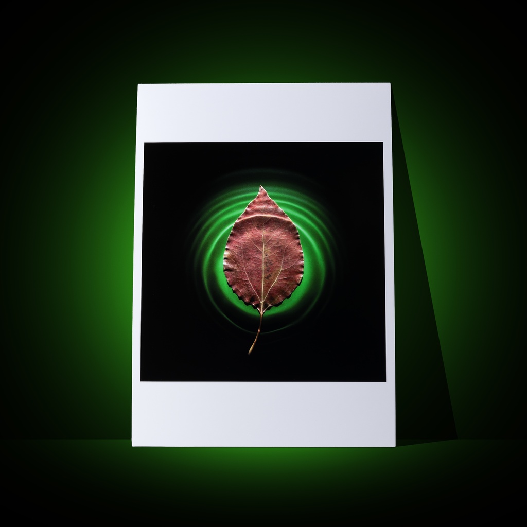 [A3 photo print] Red leaves and green world water ripples