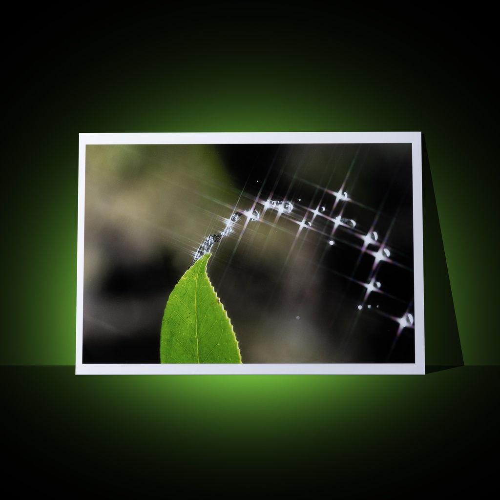[A3 photo print] water and leaves