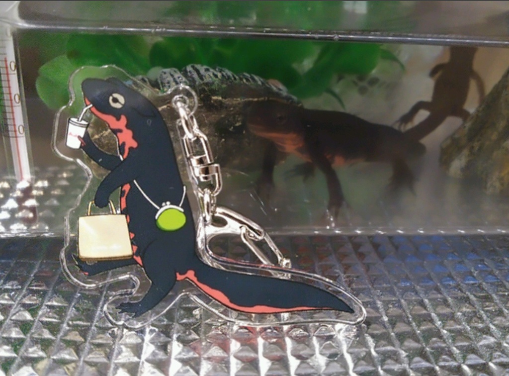 アカハライモリ(買い物帰り)