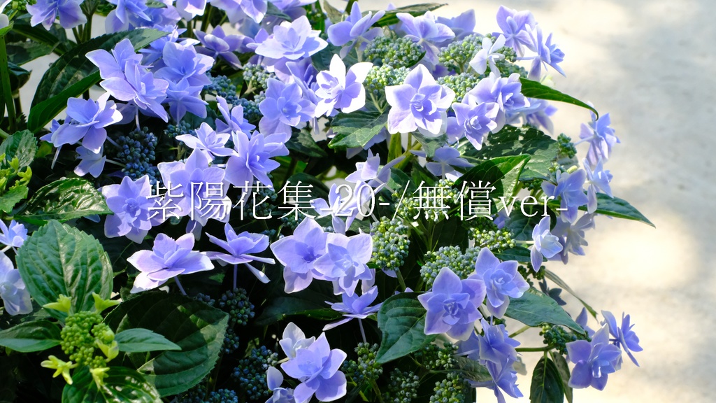 紫陽花集₋20₋/無償ver