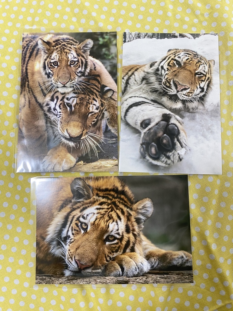 アムールトラ　ポストカードセット