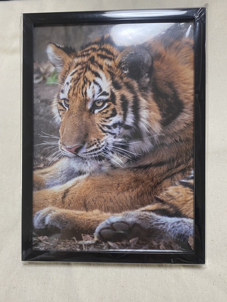 アムールトラ　額入り写真