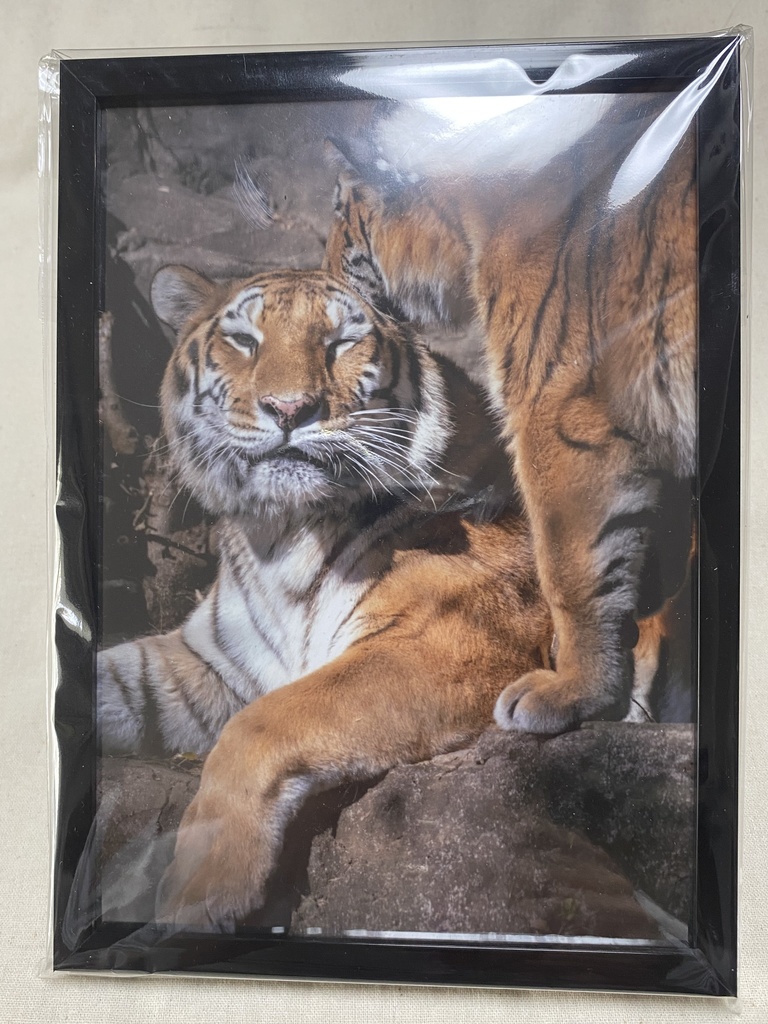 アムールトラ　額入り写真
