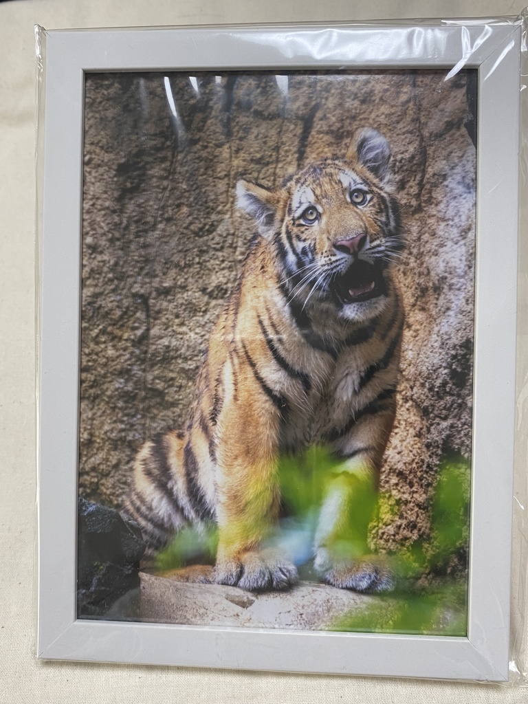 アムールトラ　額入り写真