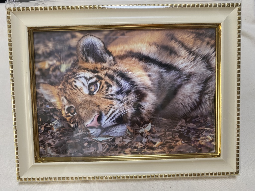 アムールトラ　額入り写真