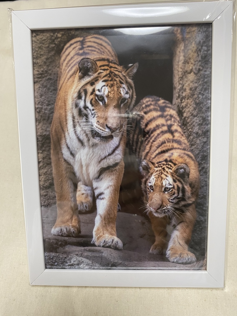 アムールトラ　額入り写真