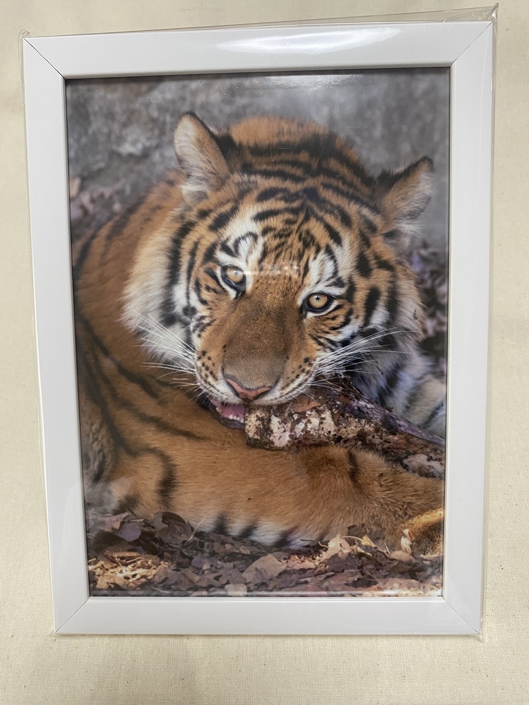 アムールトラ　額入り写真