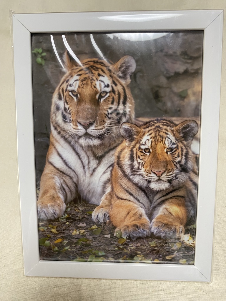 アムールトラ　額入り写真