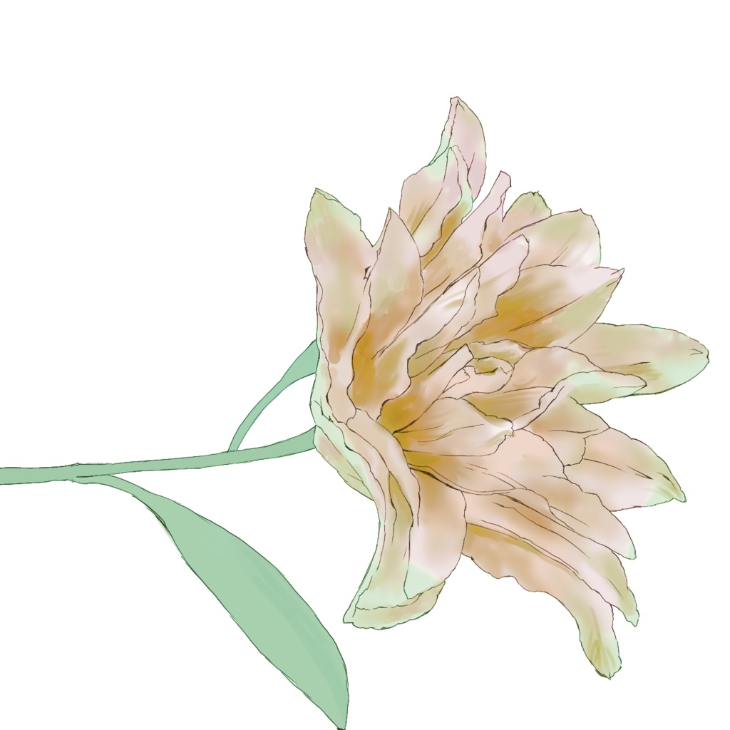 フリー素材ユリの花（八重の百合）