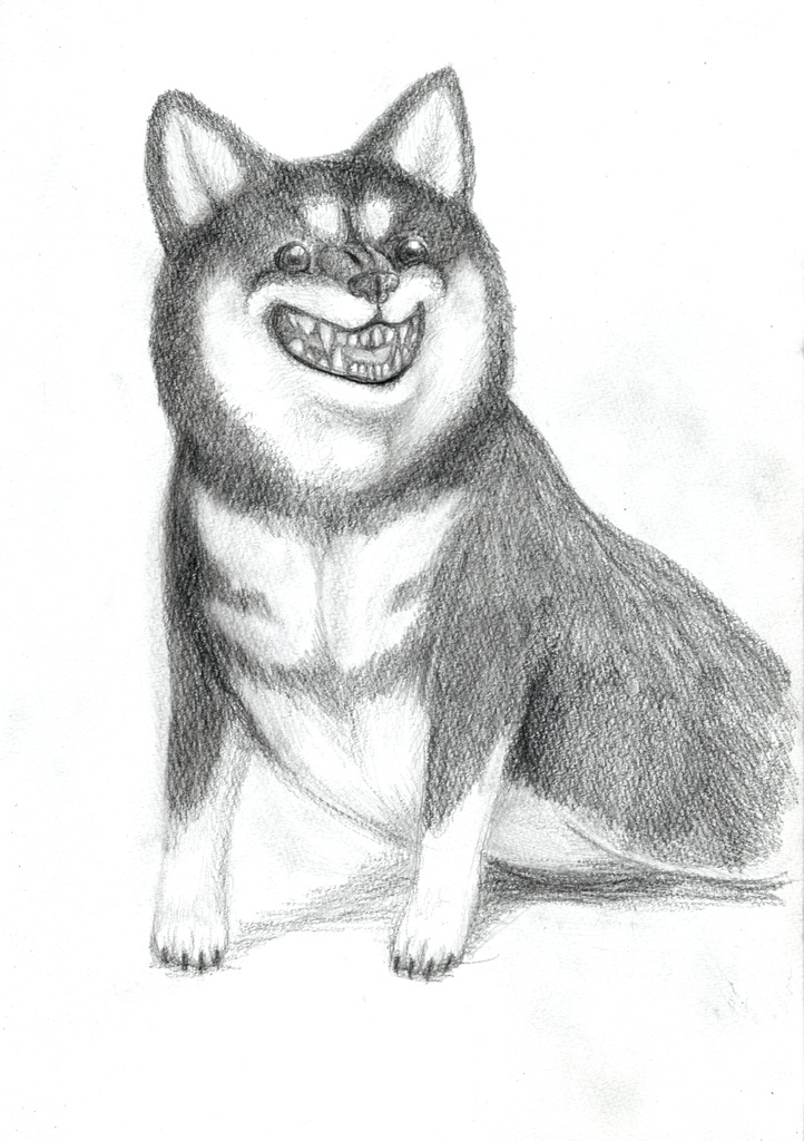 怒柴犬 原画
