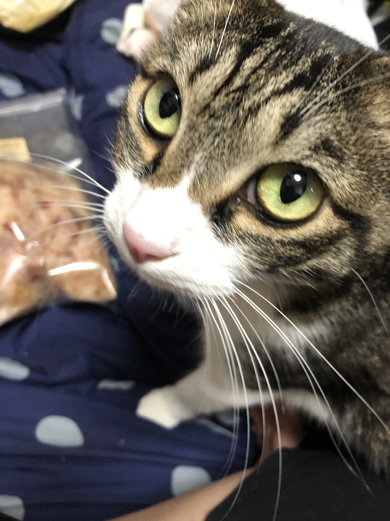 うちの猫可愛いでしょチェキ