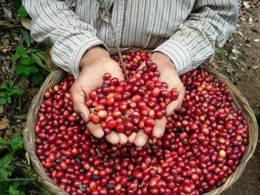 🇪🇨【エクアドル】(100g) アンデスマウンテン／ECUADOR Andes Mountains